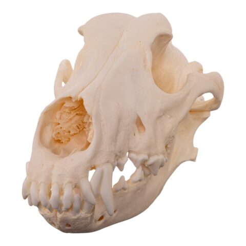 Real Domestic Dog - Dobermann Pinscher Skull - 400 g