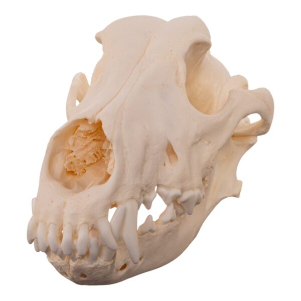 Real Domestic Dog – Dobermann Pinscher Skull