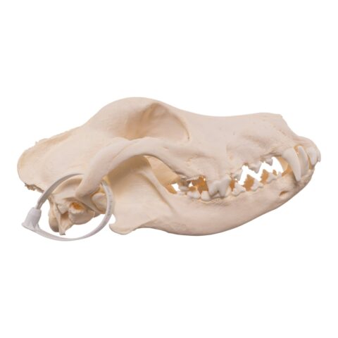 Real Domestic Dog - Dobermann Pinscher Skull