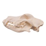 Real Domestic Dog – Dobermann Pinscher Skull