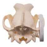 Real Domestic Dog – Dobermann Pinscher Skull