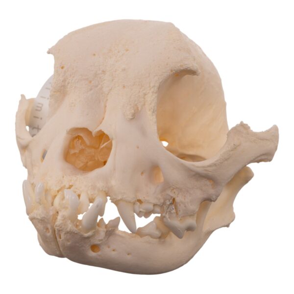 Real Domestic Dog – French Bulldog Skull- Brachycephalic