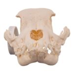 Real Domestic Dog – French Bulldog Skull- Brachycephalic