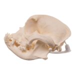 Real Domestic Dog – French Bulldog Skull- Brachycephalic