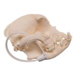 Real Domestic Dog – French Bulldog Skull- Brachycephalic