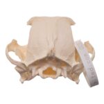 Real Domestic Dog – French Bulldog Skull- Brachycephalic