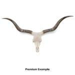 Real Longhorn Skull – Premium Quality
