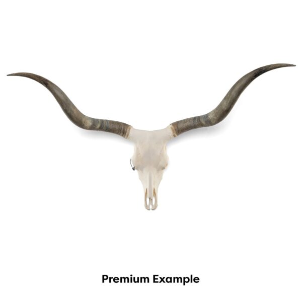 Real Longhorn Skull – Premium Quality