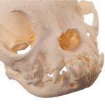 Real Domestic Dog – French Bulldog Skull- Brachycephalic