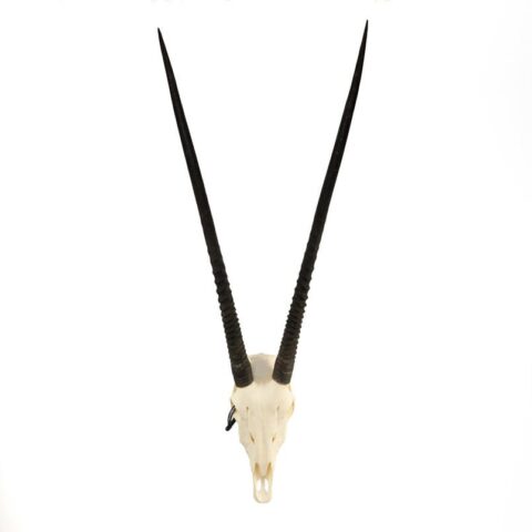 Real Gemsbok Skull