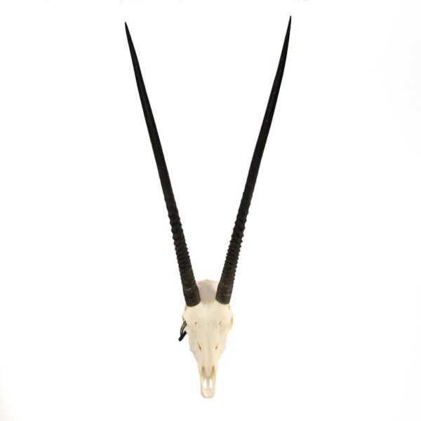 Real Gemsbok Skull