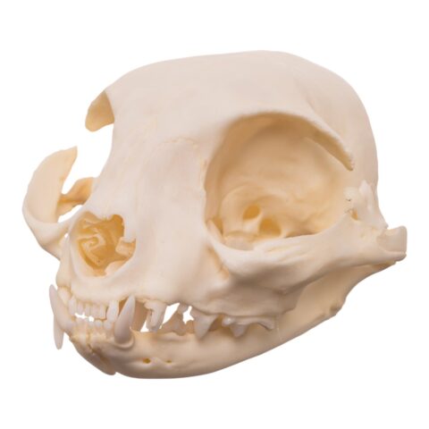 Real Domestic Cat Skull - Pathology
