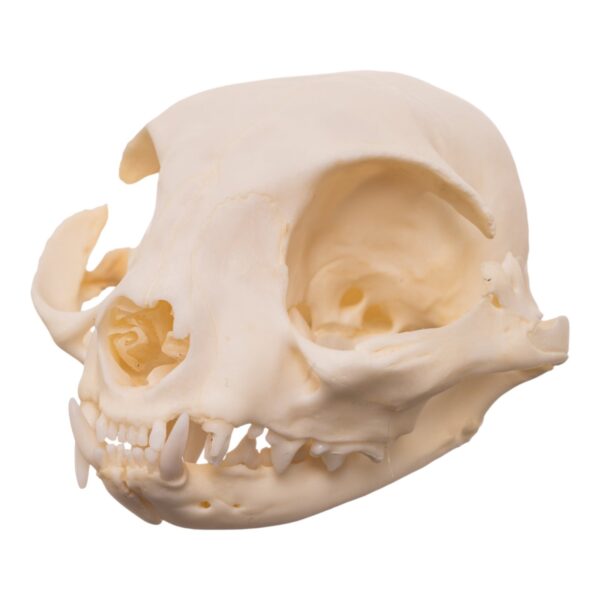 Real Domestic Cat Skull – Pathology
