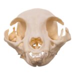 Real Domestic Cat Skull – Pathology