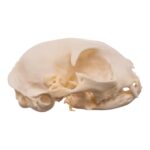 Real Domestic Cat Skull – Pathology