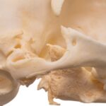 Real Domestic Cat Skull – Pathology