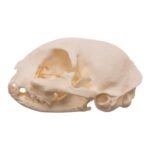 Real Domestic Cat Skull – Pathology