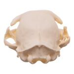 Real Domestic Cat Skull – Pathology
