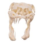 Real Reticulated Python Skull
