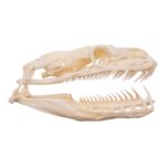 Real Reticulated Python Skull