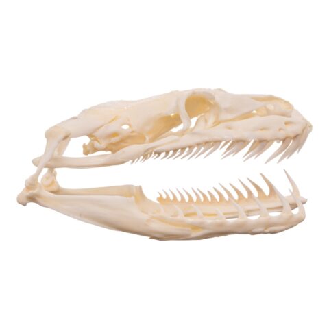 Real Reticulated Python Skull