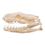 Real Reticulated Python Skull