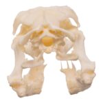 Real Reticulated Python Skull