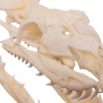 Real Reticulated Python Skull