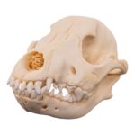 Real Domestic Dog – Blue Heeler Skull