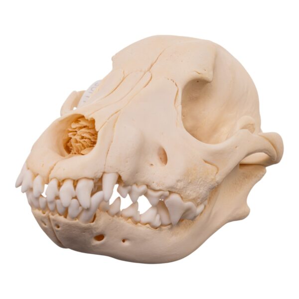 Real Domestic Dog – Blue Heeler Skull