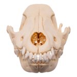 Real Domestic Dog – Blue Heeler Skull