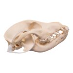 Real Domestic Dog – Blue Heeler Skull