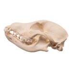 Real Domestic Dog – Blue Heeler Skull