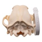 Real Domestic Dog – Blue Heeler Skull