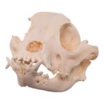 Real Domestic Dog Skull – Brachycephalic