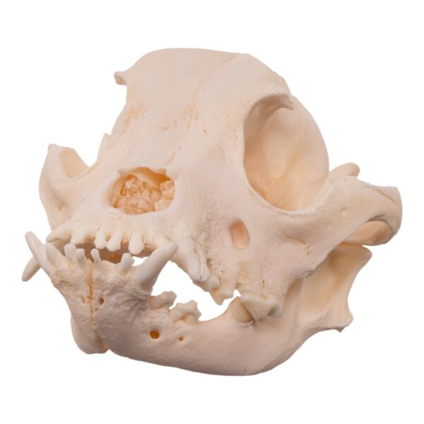 Real Domestic Dog Skull – Brachycephalic