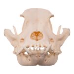 Real Domestic Dog Skull – Brachycephalic