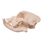 Real Domestic Dog Skull – Brachycephalic