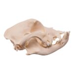Real Domestic Dog Skull – Brachycephalic