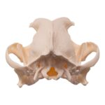 Real Domestic Dog Skull – Brachycephalic