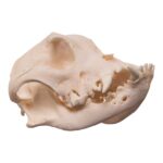 Real Domestic Dog Skull – Brachycephalic