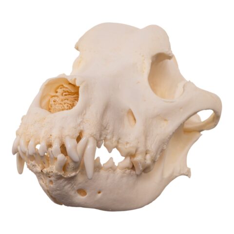 Real Domestic Dog - Great Pyrenees Skull