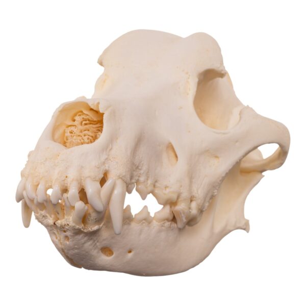 Real Domestic Dog – Great Pyrenees Skull