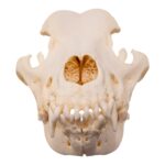 Real Domestic Dog – Great Pyrenees Skull