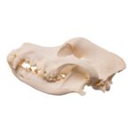 Real Domestic Dog – Great Pyrenees Skull