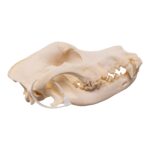 Real Domestic Dog – Great Pyrenees Skull