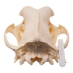Real Domestic Dog – Great Pyrenees Skull