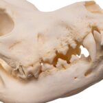 Real Domestic Dog – Great Pyrenees Skull