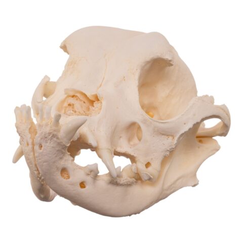 Real Domestic Dog - English Bulldog Skull - Brachycephalic