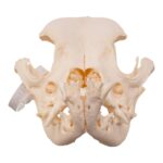 Real Domestic Dog – English Bulldog Skull – Brachycephalic
